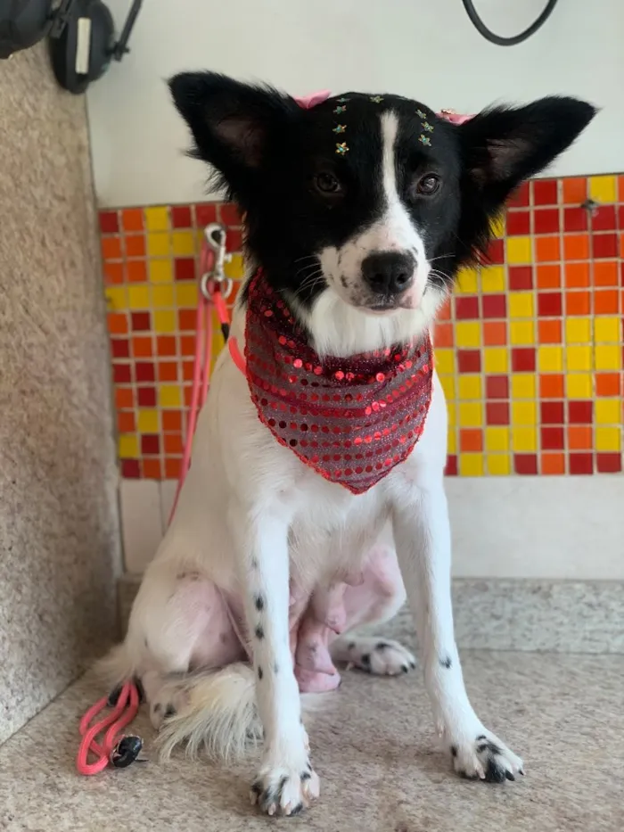 Cachorro ra a SRD idade 2 anos nome Lupita 