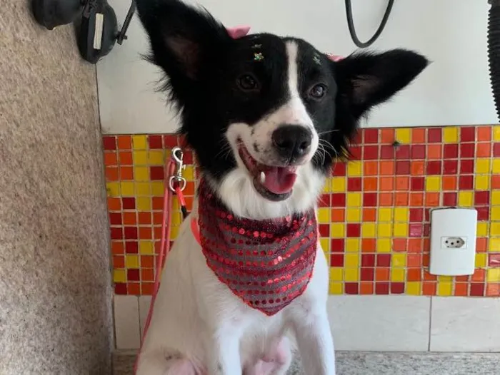 Cachorro ra a SRD idade 2 anos nome Lupita 