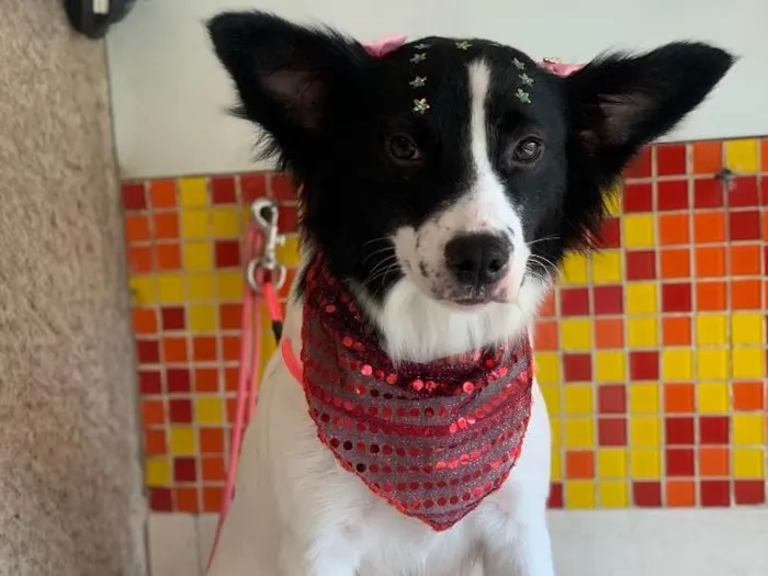 Cachorro ra a SRD idade 2 anos nome Lupita 