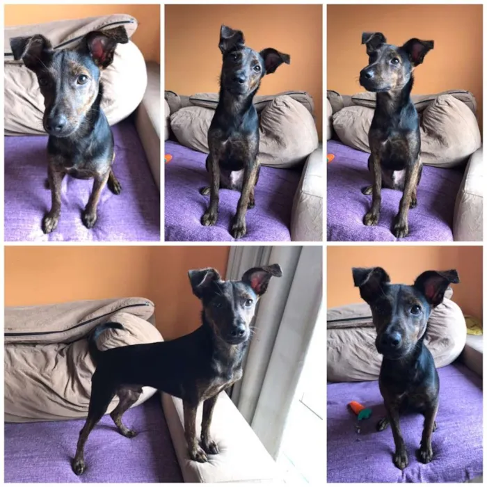 Cachorro raça SRD idade 2 a 6 meses nome Matheus