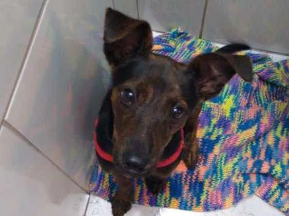 Cachorro raça SRD idade 2 a 6 meses nome Matheus