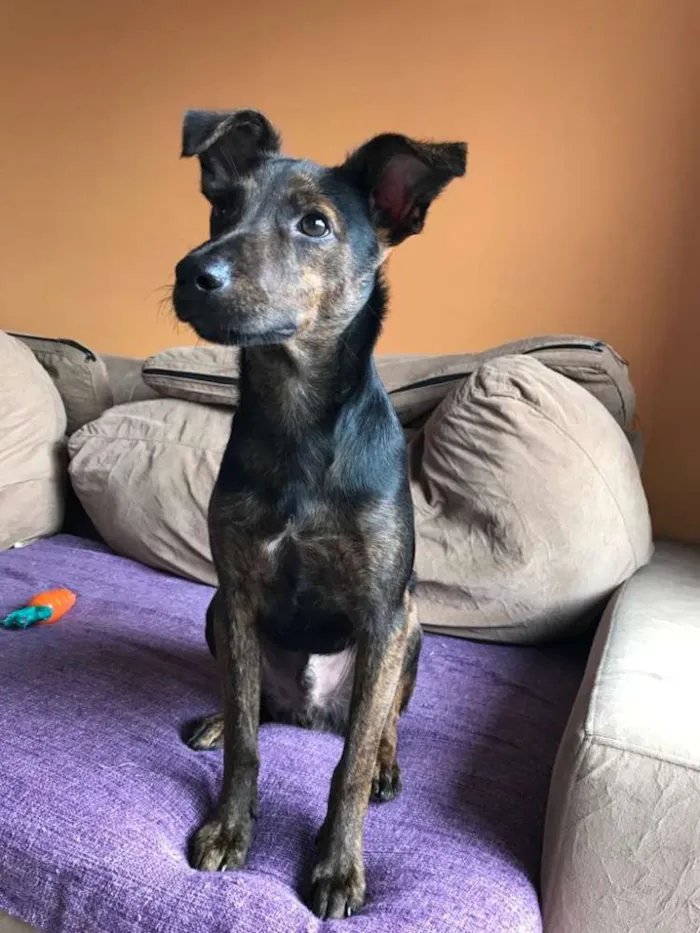 Cachorro raça SRD idade 2 a 6 meses nome Matheus