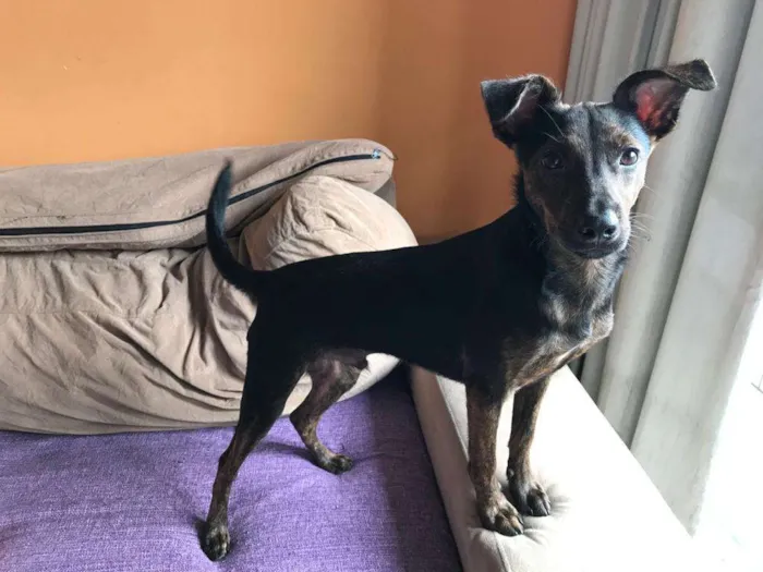 Cachorro raça SRD idade 2 a 6 meses nome Matheus