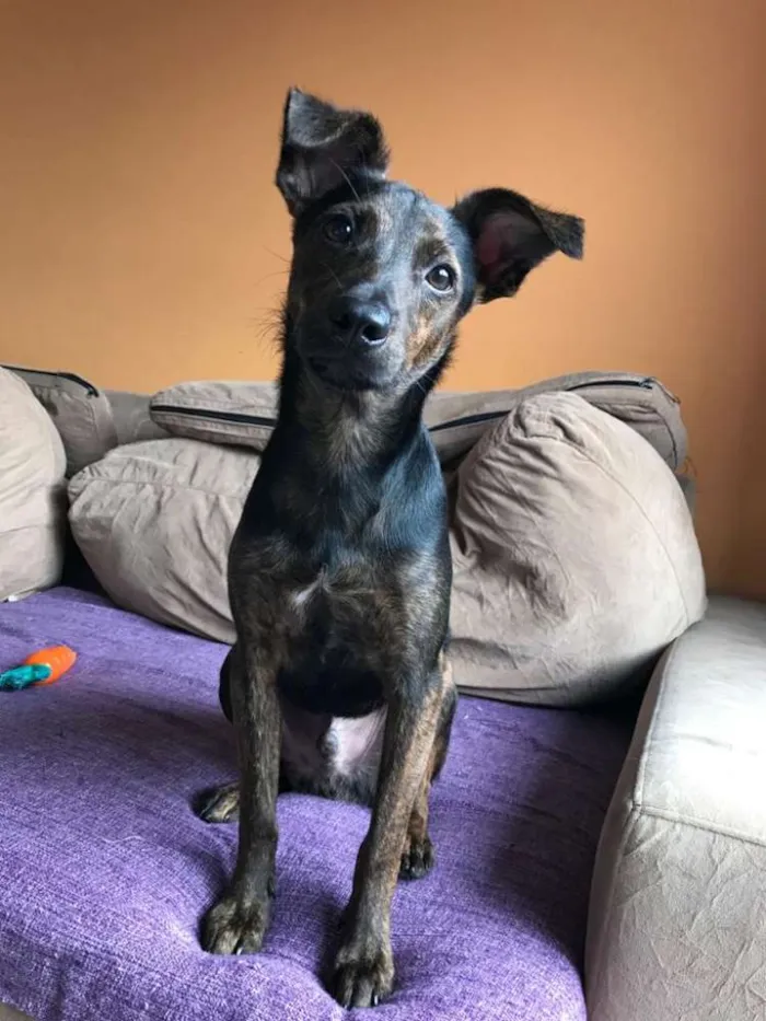 Cachorro raça SRD idade 2 a 6 meses nome Matheus