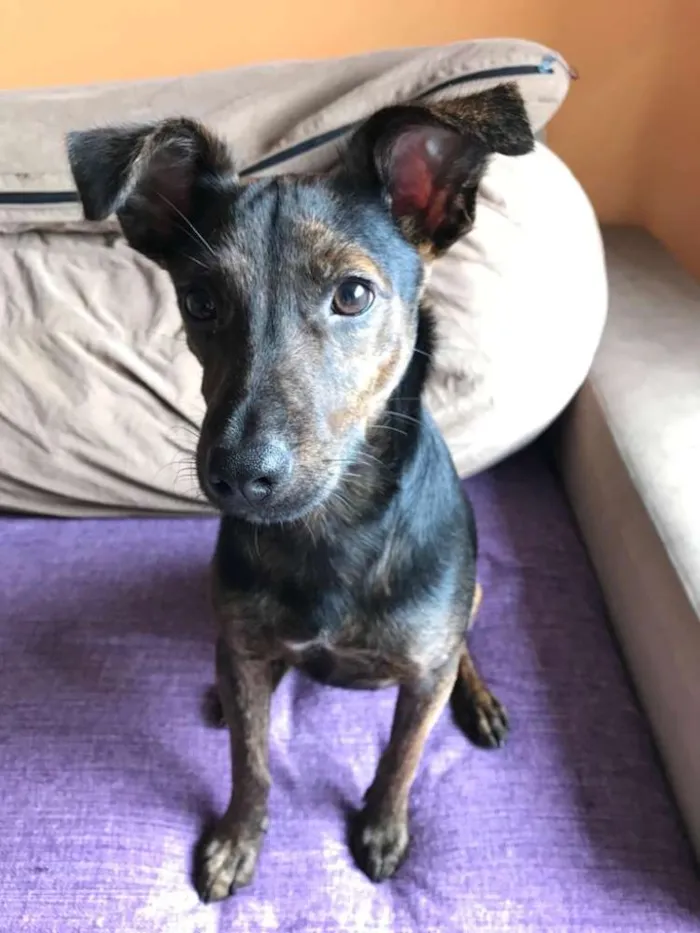 Cachorro raça SRD idade 2 a 6 meses nome Matheus