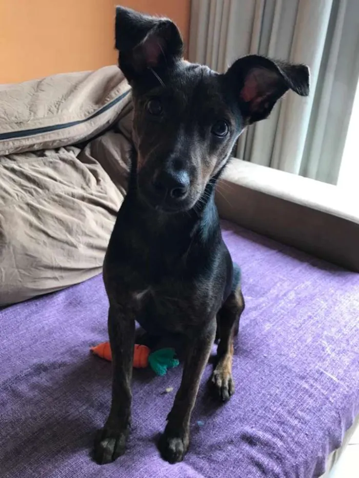 Cachorro raça SRD idade 2 a 6 meses nome Matheus