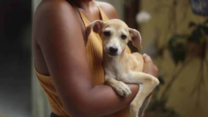 Cachorro ra a SRD idade 2 a 6 meses nome Nala
