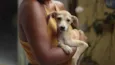Nala