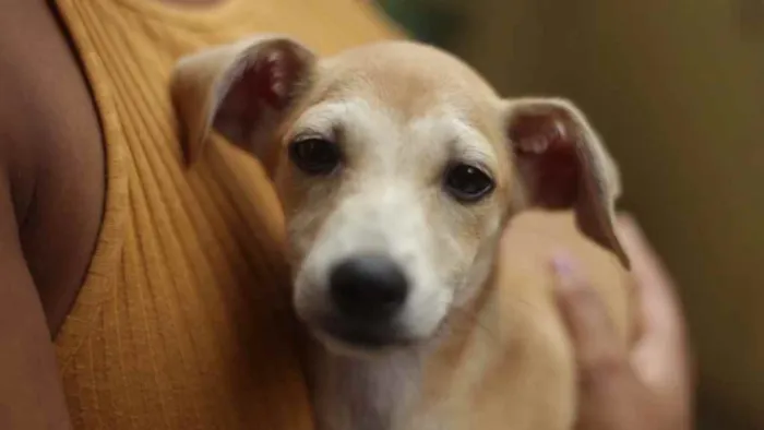 Cachorro ra a SRD idade 2 a 6 meses nome Nala