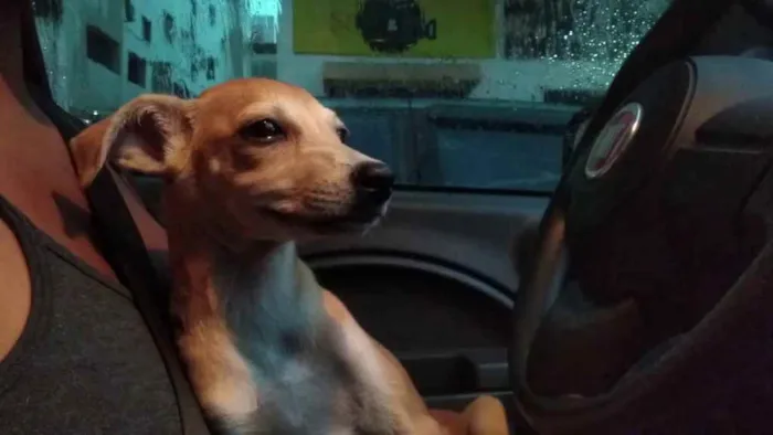 Cachorro ra a SRD idade 2 a 6 meses nome Nala