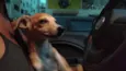 Nala