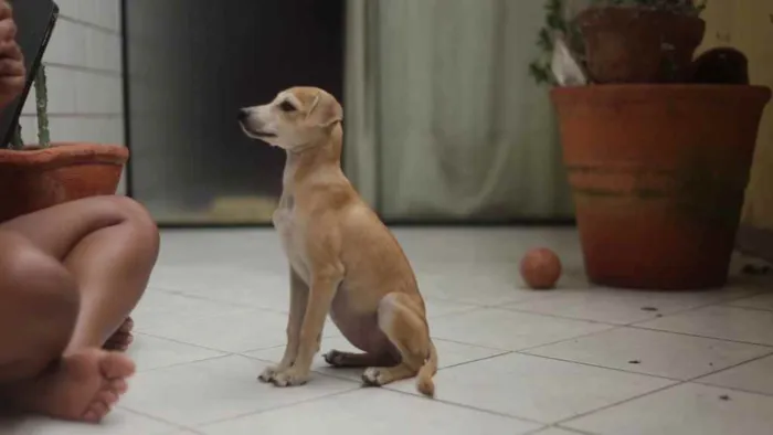 Cachorro ra a SRD idade 2 a 6 meses nome Nala