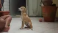 Nala