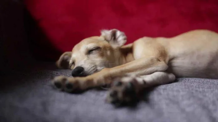 Cachorro ra a SRD idade 2 a 6 meses nome Nala