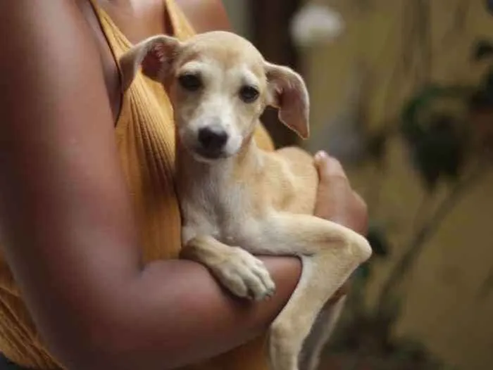 Cachorro ra a SRD idade 2 a 6 meses nome Nala