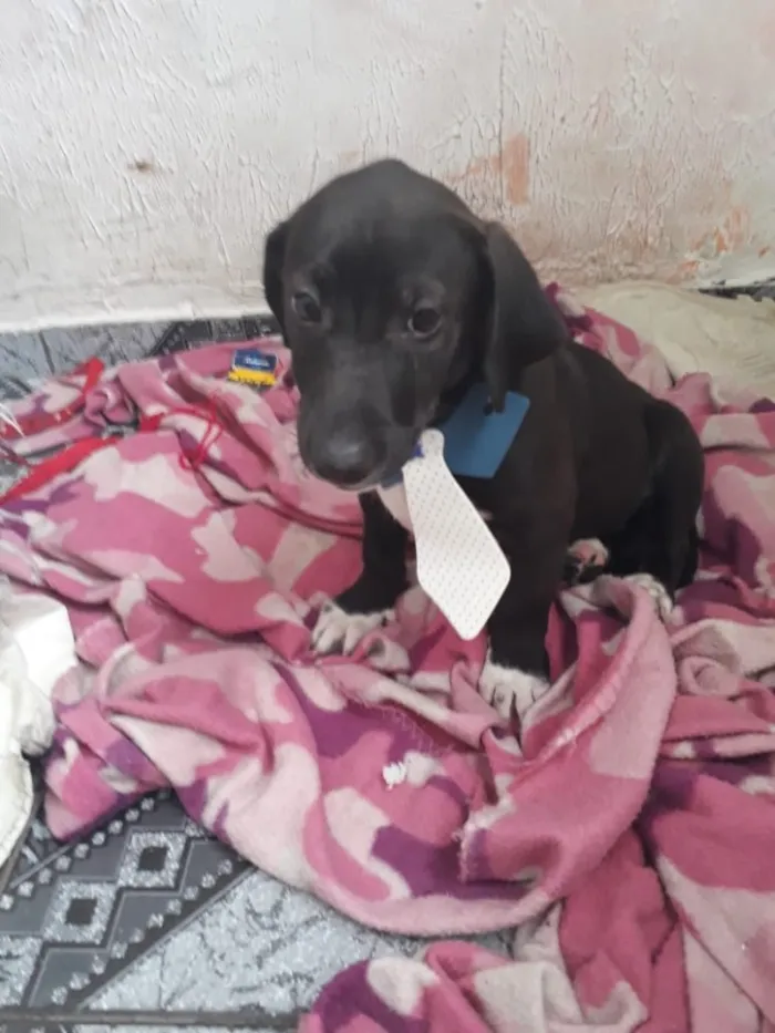 Cachorro ra a Srd  idade 2 a 6 meses nome Mentirinha bebe 