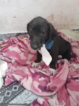 Mentirinha bebe