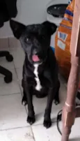 Cachorro raça SRD idade 2 a 6 meses nome Ariel