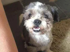 Cachorro raça Shitzu idade 1 ano nome Romeo