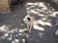 Bob