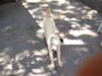Bob