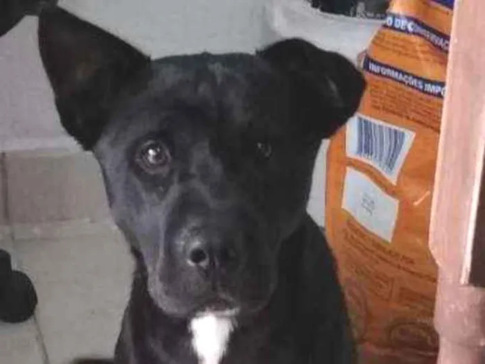 Cachorro raça SRD idade 2 a 6 meses nome Ariel