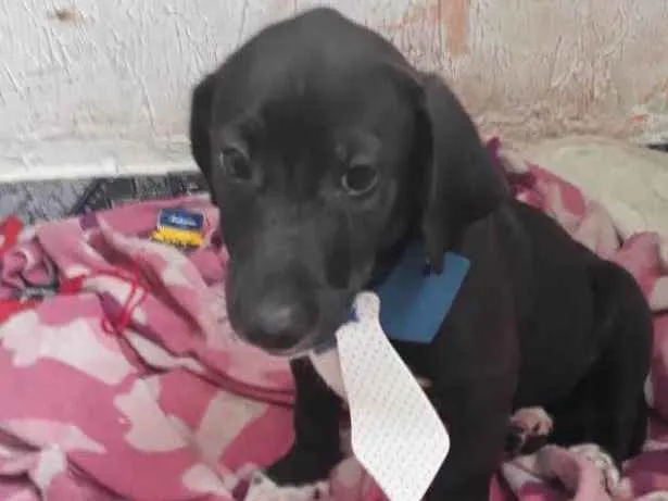 Cachorro ra a Srd  idade 2 a 6 meses nome Mentirinha bebe 