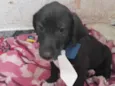 Mentirinha bebe