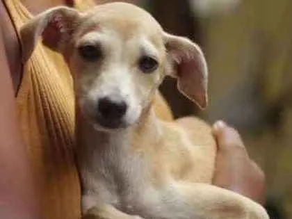 Cachorro ra a SRD idade 2 a 6 meses nome Nala