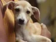 Nala