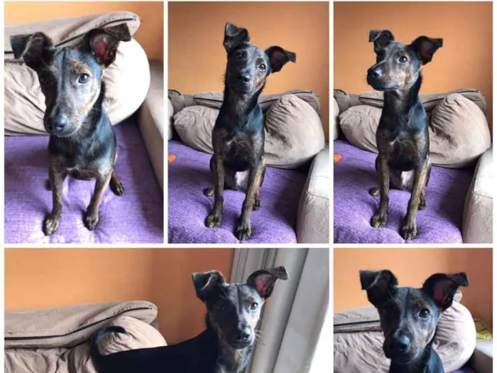 Cachorro raça SRD idade 2 a 6 meses nome Matheus