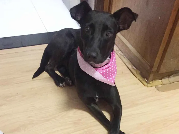 Cachorro ra a SRD idade 2 anos nome Cindy