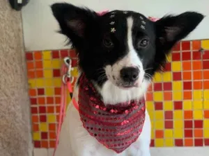Cachorro raça SRD idade 2 anos nome Lupita 