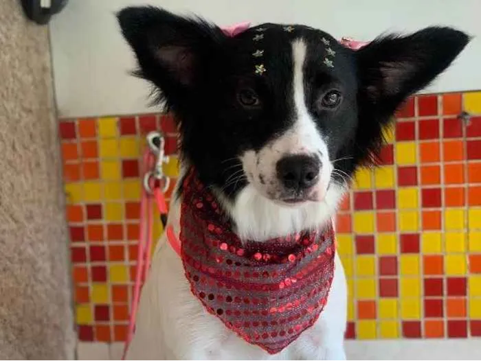 Cachorro ra a SRD idade 2 anos nome Lupita 