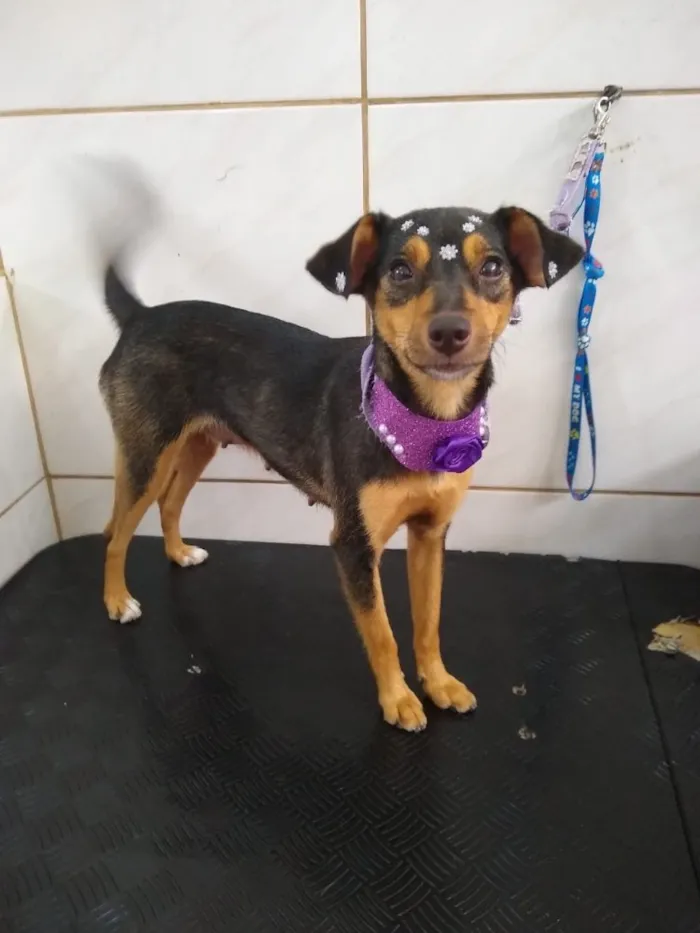 Cachorro raça SRD  idade 2 anos nome Vitória 