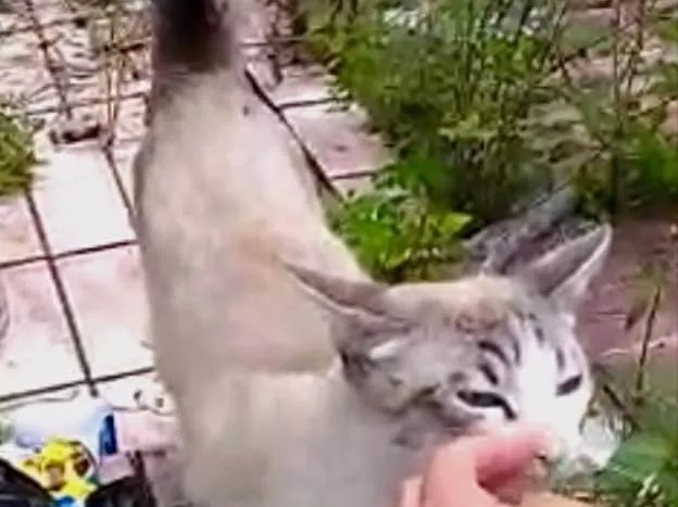 Gato ra a Srd com siames  idade 7 a 11 meses nome Leonardo 