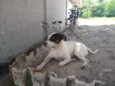 Pirata