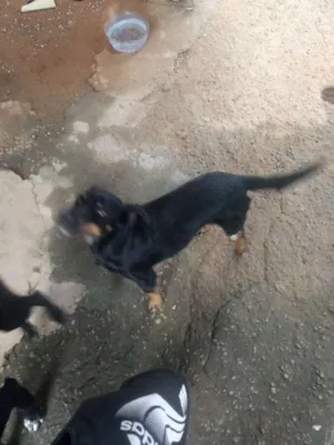 Cachorro raça  idade 7 a 11 meses nome Raufe e bobe