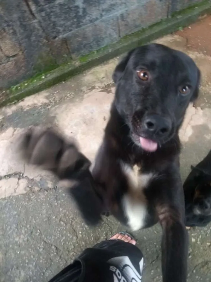 Cachorro raça  idade 7 a 11 meses nome Raufe e bobe