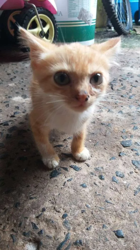 Gato ra a Srd idade Abaixo de 2 meses nome Mimo