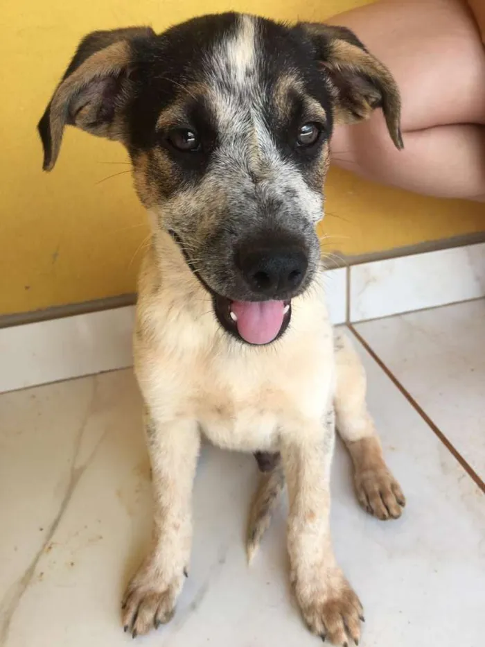 Cachorro ra a Srd idade 2 a 6 meses nome Caio