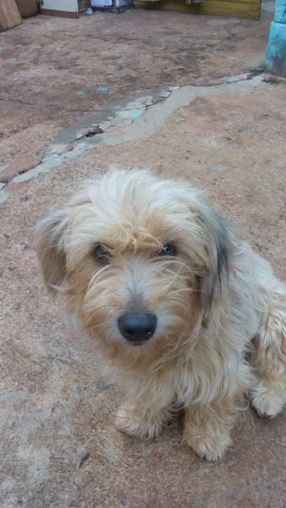 Cachorro ra a Vira lata idade 3 anos nome Fiona