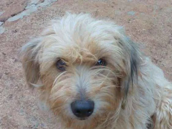 Cachorro ra a Vira lata idade 3 anos nome Fiona