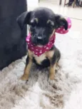 Amora