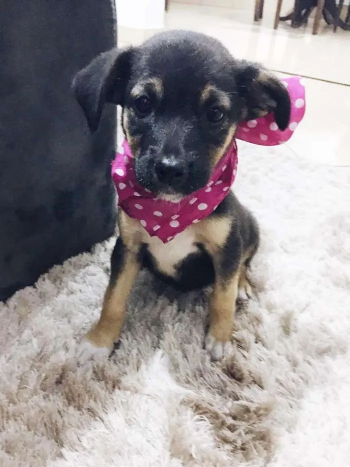 Cachorro ra a Srd idade 2 a 6 meses nome Amora
