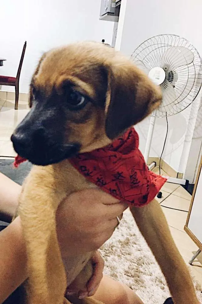 Cachorro ra a  idade 2 a 6 meses nome Lili
