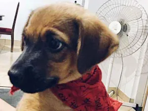 Cachorro raça  idade 2 a 6 meses nome Lili