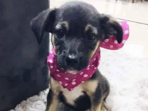 Cachorro raça Srd idade 2 a 6 meses nome Amora