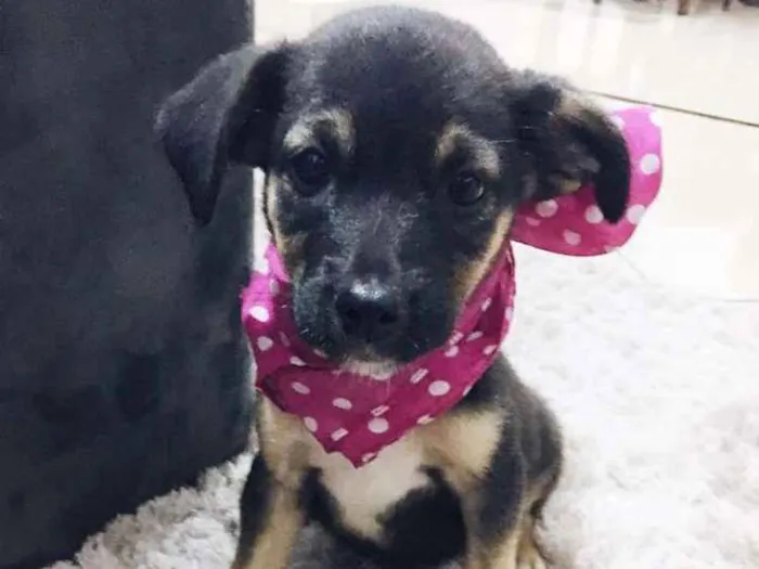 Cachorro ra a Srd idade 2 a 6 meses nome Amora