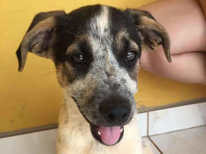 Cachorro ra a Srd idade 2 a 6 meses nome Caio